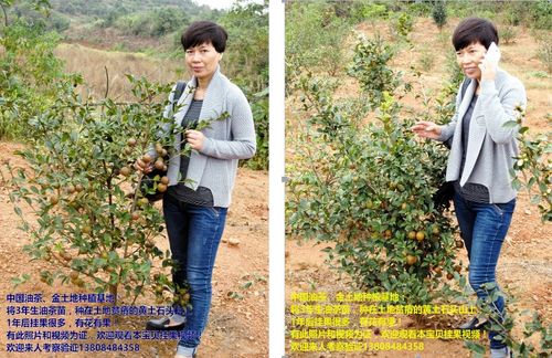 特级茶油树树苗 山茶油苗 国家审定主栽优良油茶苗 有视频有真相