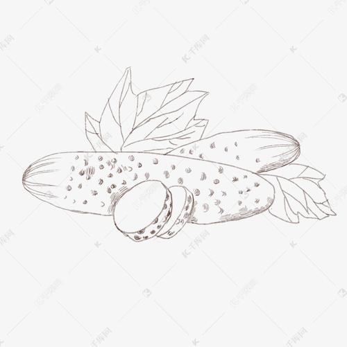 手绘黄瓜线描插画