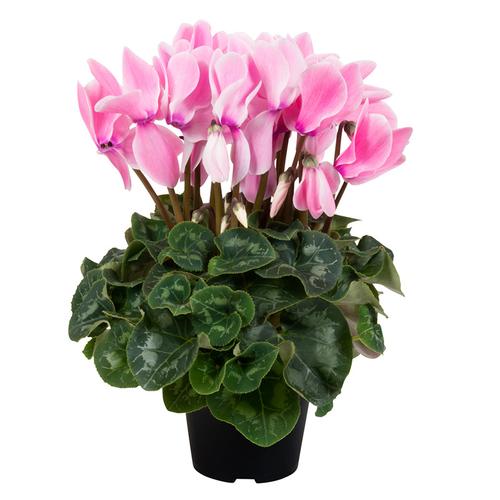 仙客来盆栽带花苞室内花卉四季开花好养大花苗观花植物视频