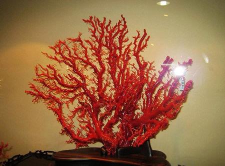 红珊瑚鉴别方法大全天然红珊瑚鉴别方法全攻略图