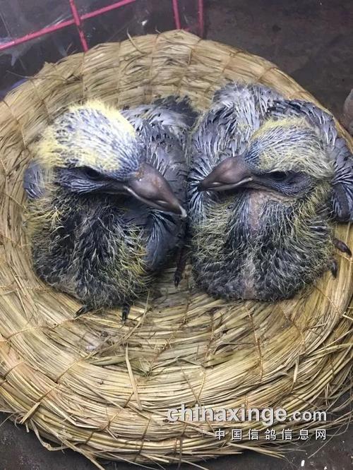 图文:幼鸽30天成长全记录_鸽子