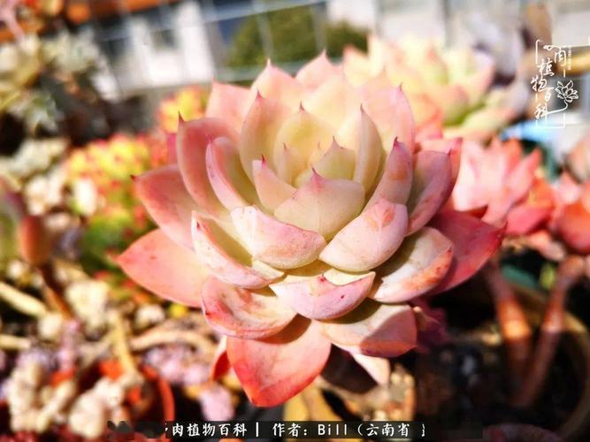 丝绸面纱,非常爱发侧芽的主,明年把它养成美美的多头.
