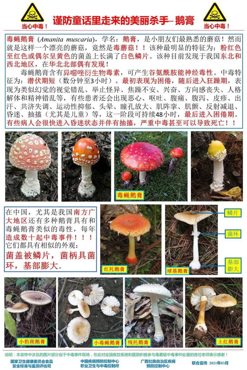 新闻中心 新闻中心图片 > 正文二,神经精神型 该毒蘑菇种类较多,主要
