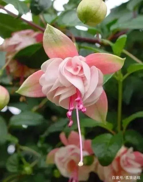 上海植物园稀有花种开花了,开出惊艳唯美的花朵