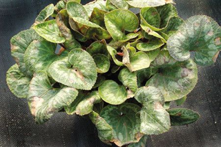 仙客来的病害防治