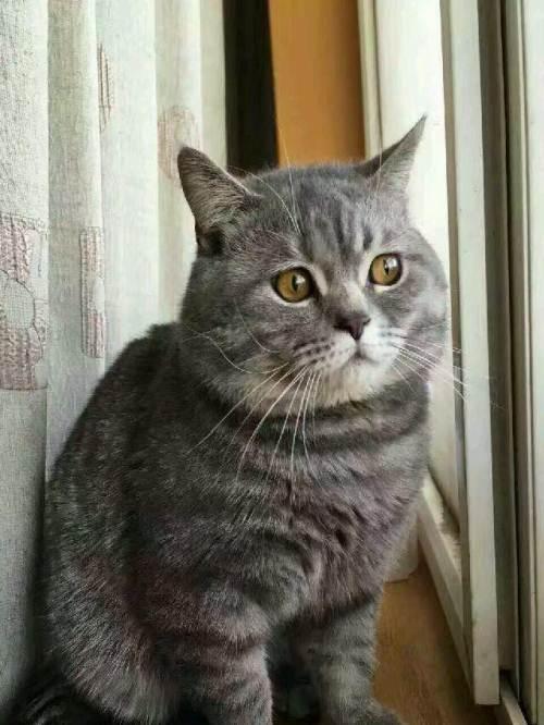 英短蓝虎斑猫求好主家!