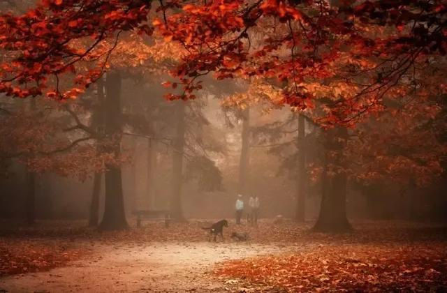 秋天的思念,一半是明楣,一半是忧伤.