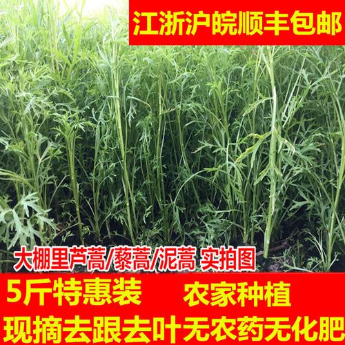 包邮5斤装新鲜蔬菜芦蒿泥蒿藜蒿农家有机水蒿蒌蒿野菜去叶根野生
