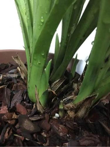 大花蕙兰虽然冬春季节开花,但是它花芽分化是在7-9月份进行,所以大家