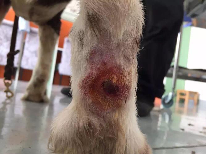 狗狗得了脓皮病用什么药