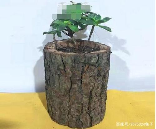 自制木桩花盆的简单方法图解教程