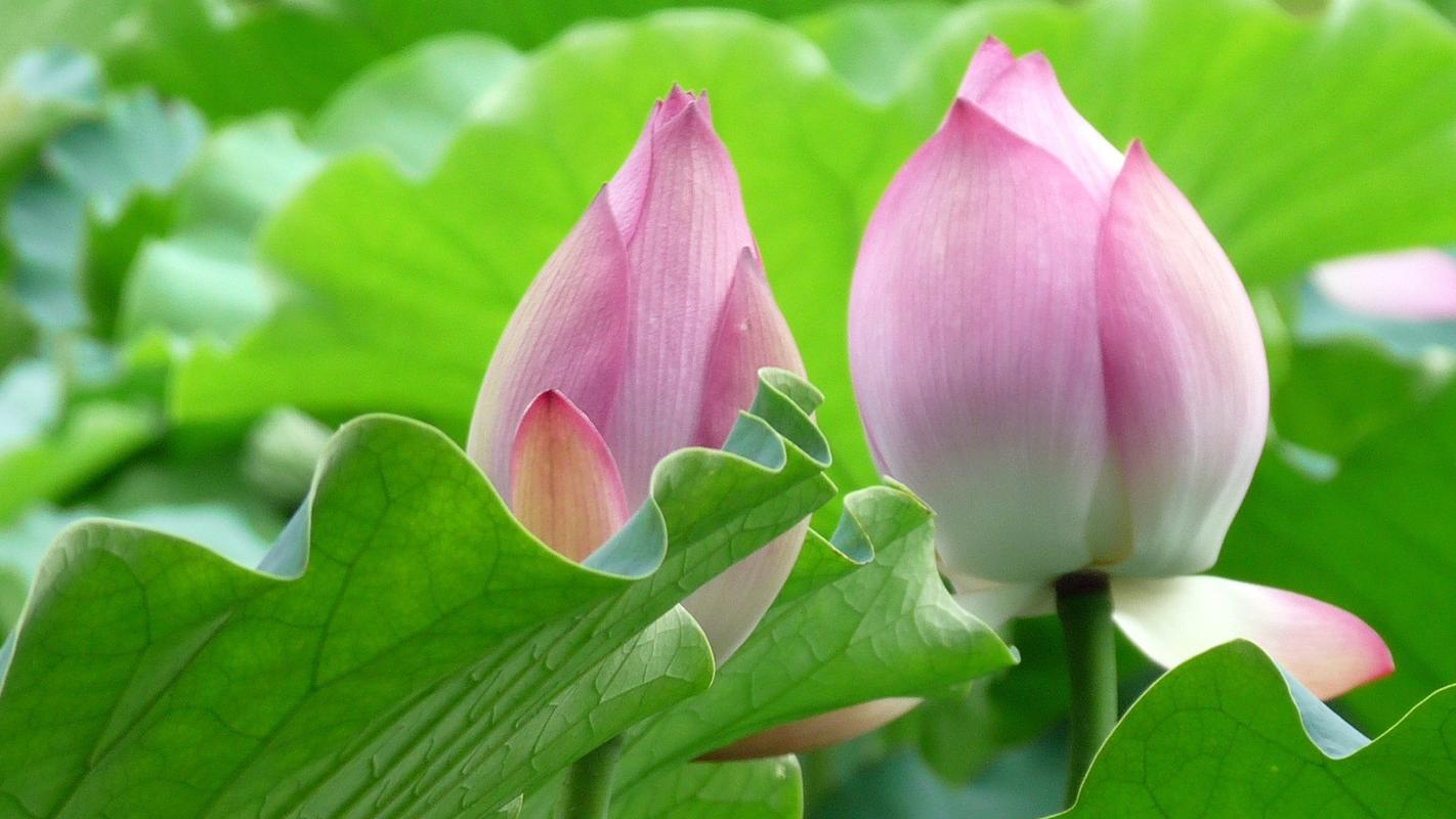 清新淡雅的美丽荷花图片桌面壁纸高清