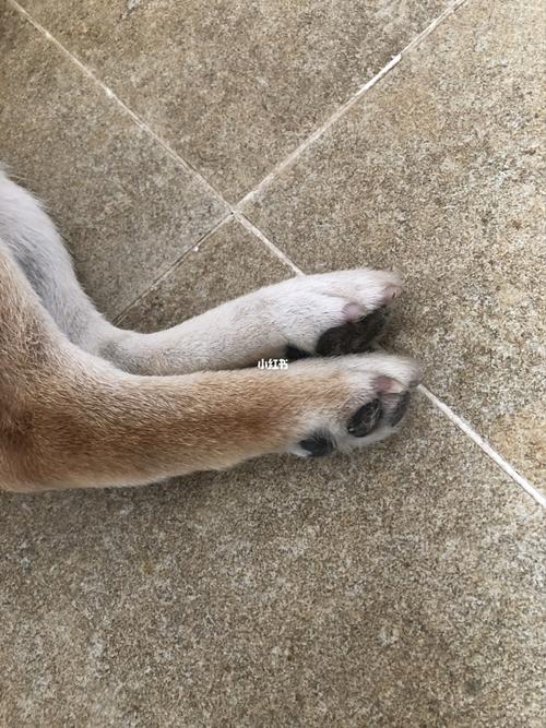 柴犬的大汗脚_柴犬_宠物_狗