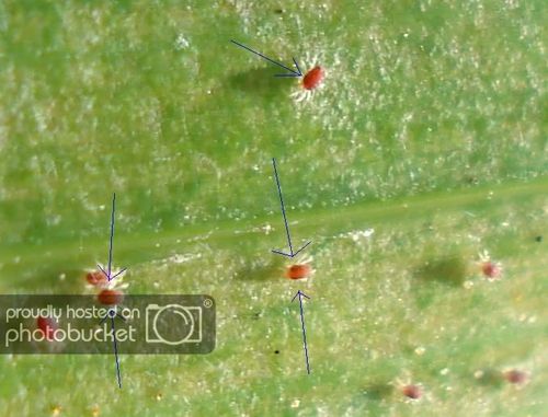 red spider mites