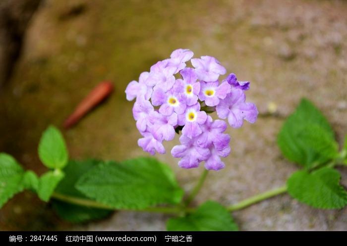 五色梅花朵图片,高清大图_花卉花草素材