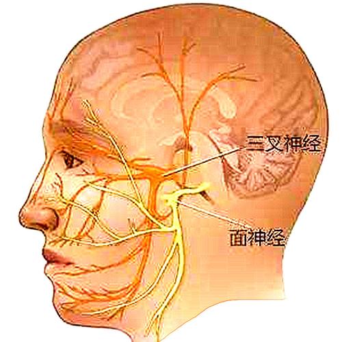 临床上,人为的将面神经所在的平面将腮腺分为腮腺深叶和腮腺浅叶.