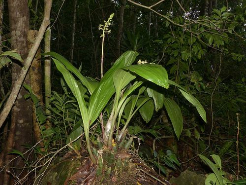 美花美冠兰eulophia pulchra (thou.) lindl.