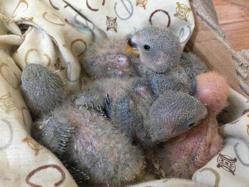 小朋友太多了,不想让他们繁殖为什么总下蛋呀,牡丹鹦鹉这么容易繁殖吗