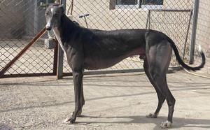 青蛋白石 994083000000066 - 格力犬yy--格力犬中英文血统查询