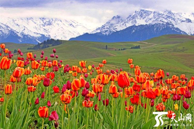 新闻动态 详情 5月22日,在奇台县江布拉克景区拍摄的郁金香花海