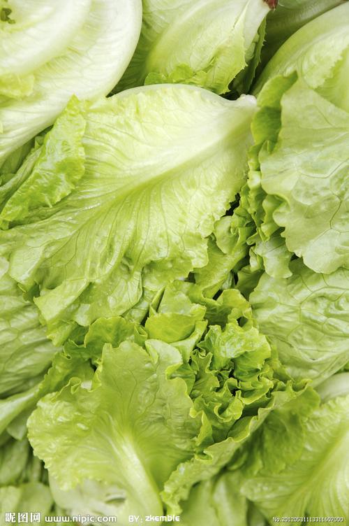生菜图片