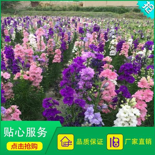 花卉种子 大花飞燕草 .商品大图