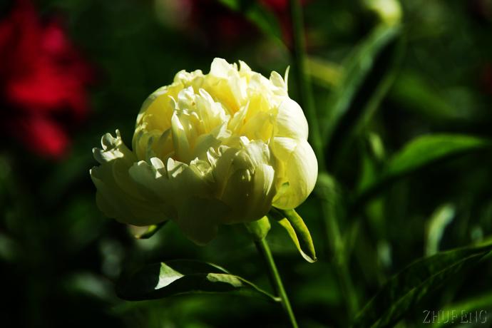 芍药珍品____黄金轮
