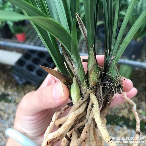 春兰大团圆4苗2花苞1大芽