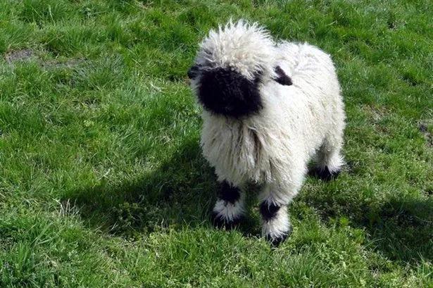 小黑脸,羊羊羊|绵羊|母羊_网易订阅