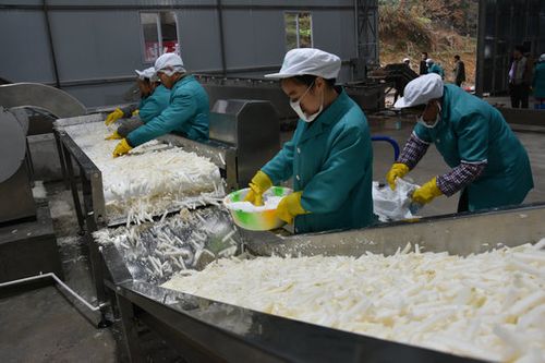 古蔺县水口镇萝卜干加工