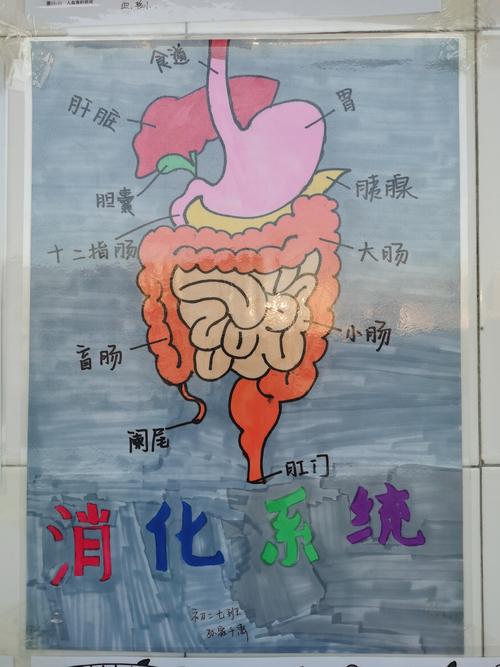 "奇妙的身体"手抄报&思维导图创作大赛 (初二生物教研