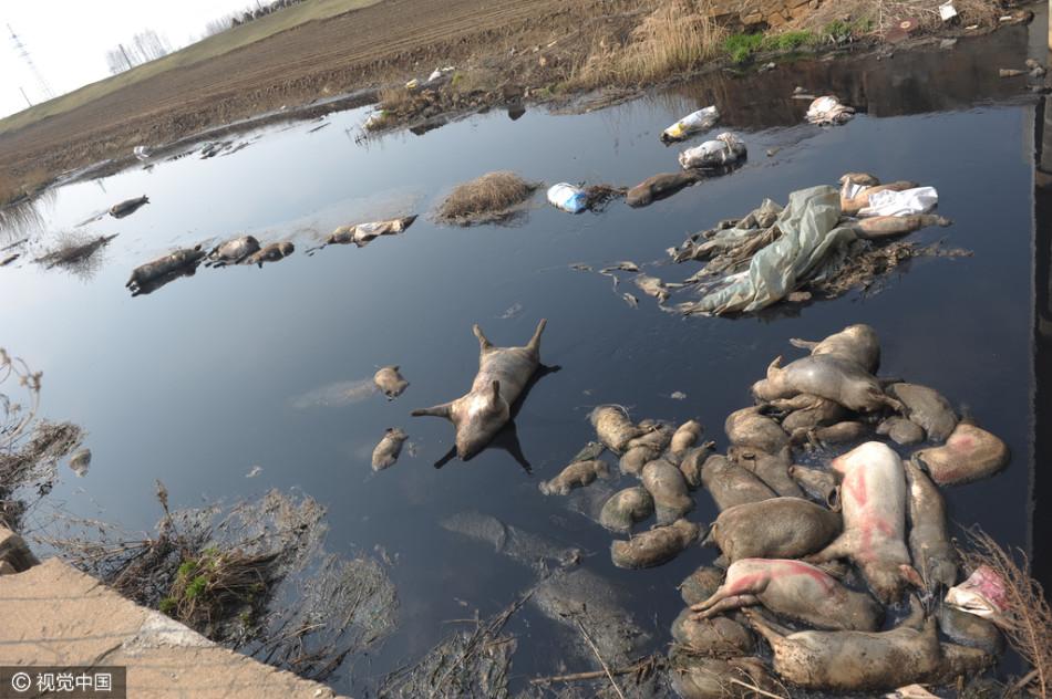 辽宁鞍山一河道现40多头死猪 尸体肿胀腐烂