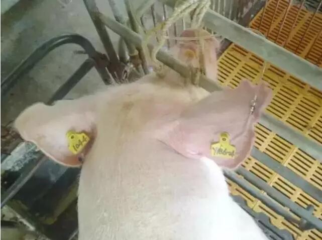 难产,产程过长,产后虚弱等等问题,这时候,我们可能会对母猪进行输液