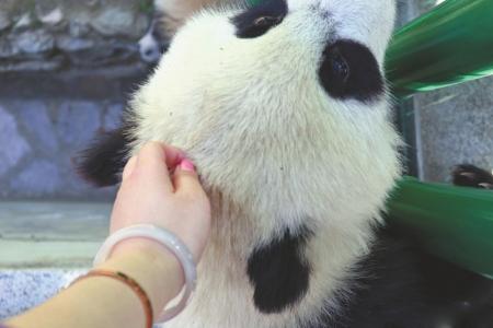 女大学生偷摸大熊猫惹众怒回应是熊猫爬了上来组图