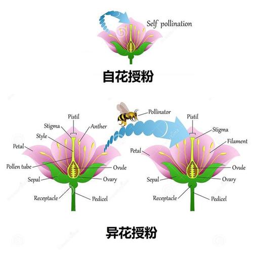 那还需要从植物的 授粉和 受精的过程说起.