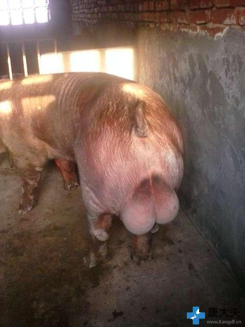 种公猪一侧睾丸肿大不食