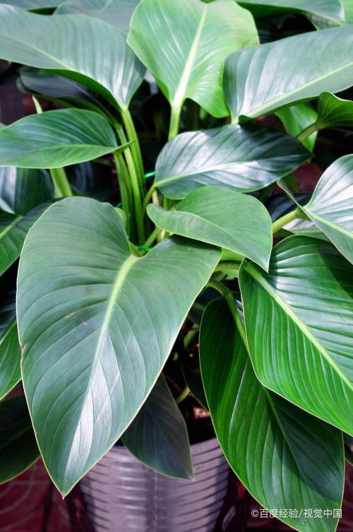 怎么养绿萝花的叶子又大又绿