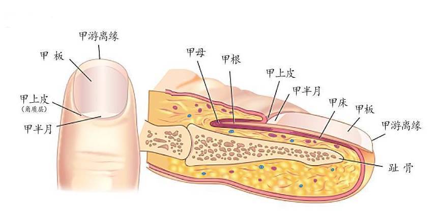 沿着指甲根部向肉肉里延伸 有一个部位叫 甲基质 这个 甲基质就是