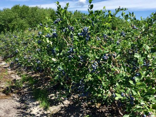 蓝莓园里快乐的时光