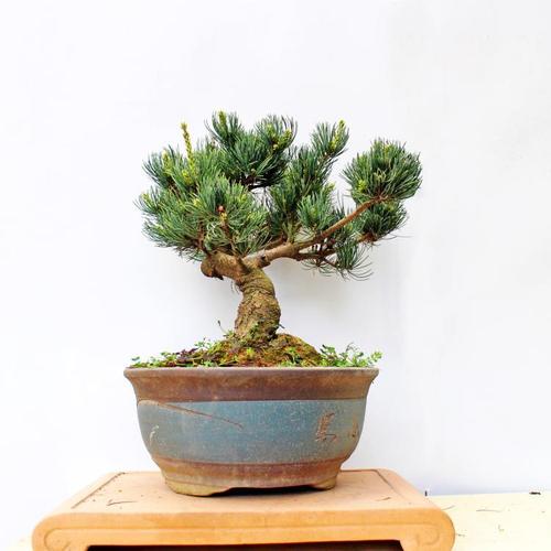 大阪松宫岛大阪松盆景精品树桩盆栽老盆造型长青好养老桩带盆发货_7折