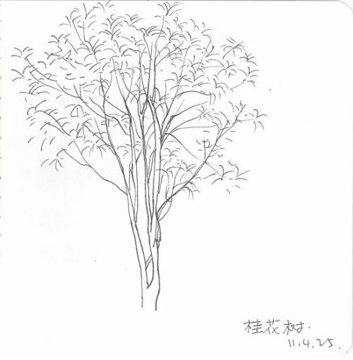 桂花简笔画桂花树