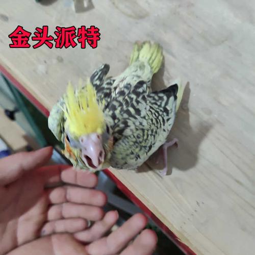 玄凤派特鹦鹉雏鸟情侣精品黄化珍珠原始灰买鸟