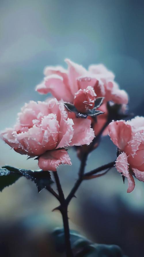 精致唯美的花卉图片手机壁纸