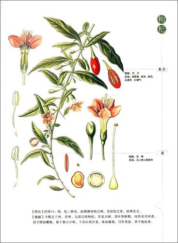 本草纲目:少儿彩绘版-老约翰绘本馆-红河州个旧市