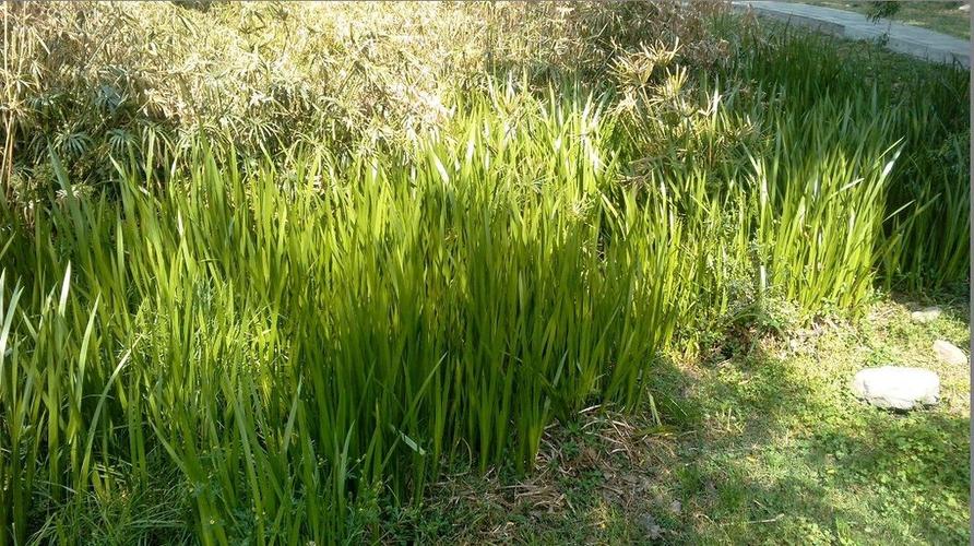 湿地公园植物