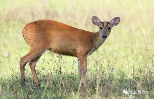 微妞儿必须提醒大家 这些野生珍惜动物是不能吃的!