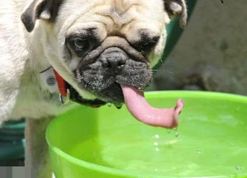 把狗狗喝水镜头放慢50倍,你还认为它是舔着喝吗?被骗