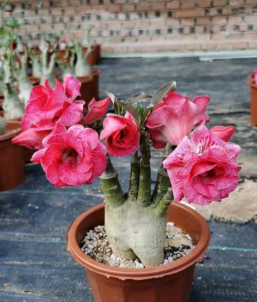 沙漠玫瑰养开花都很难,第一次见到沙漠玫瑰结的果子