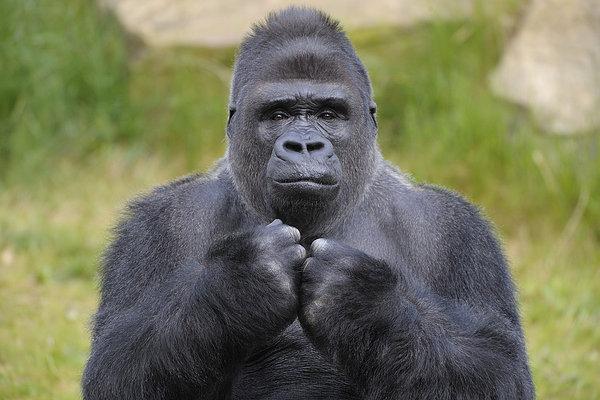 大猩猩图片