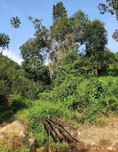 西双版纳之山里的风景